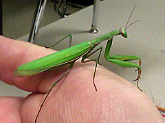 European Mantis